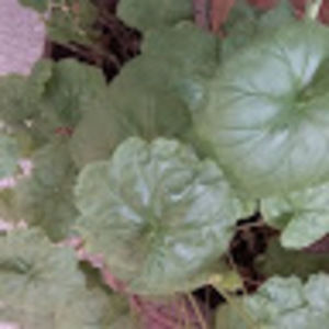 Meet your Posher, Scott